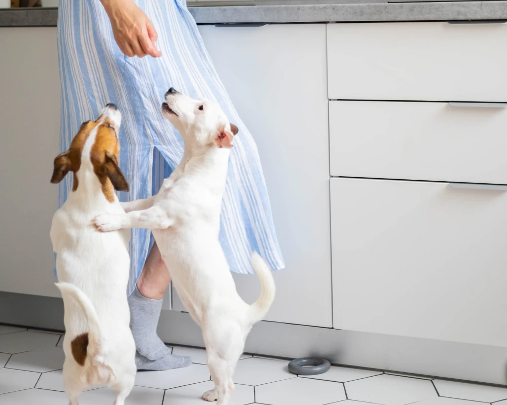 dog feeder with camera